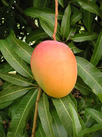Read more about the article First Lot of Devgad Hapus (Alphonso Mango) of 2021 arrived